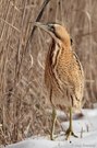 Rohrdommel (Botaurus stellaris)