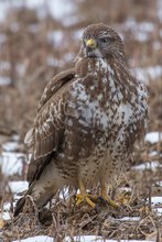 Bussard