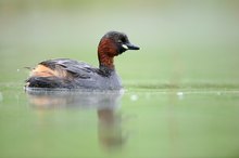 Zwergtaucher (Tachybaptus ruficollis)