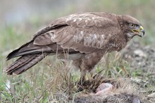 Mäusebussard Wildlife