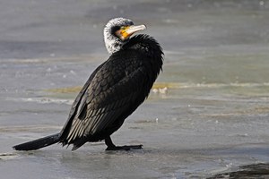 Vogel des Jahres 2010