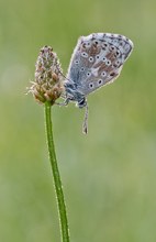 Silbergrüner Bläuling