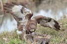 Mäusebussard Wildlife