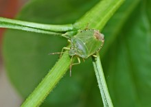 Grüne Stinkwanze (Palomena prasina)