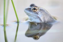 Moorfrosch (Rana arvalis)