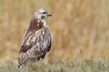 Mäusebussard Wildlife