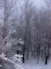 Taunus Feldberg im Nebel "Geisterwald"