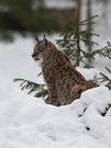 "Aufpassen wie ein Luchs"