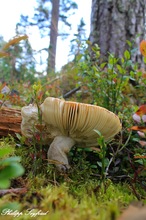 Ein Pilz steht im Walde...