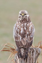 Mäusebussard Wildlife