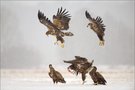 5 Seeadler