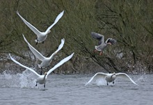 Täuschung an der Elbe:...