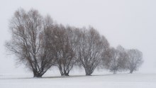 Winterweiden bei stärkerem Schneefall