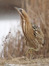 Rohrdommel 2 - Botaurus stellaris