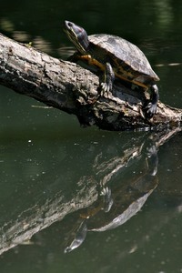 Rotwangen-Schmuckschildkröte gespiegelt