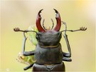 Hirschkäfer - Lucanus cervus