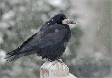 *Corvus frugilegus*