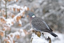 Ringeltaube im Schneetreiben