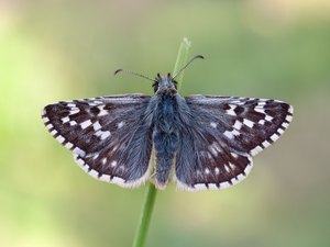 Steppenheiden-Würfel-Dickkopffalter