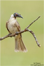 Lärmlederkopf (Philemon corniculatus) Noisy Friarbird
