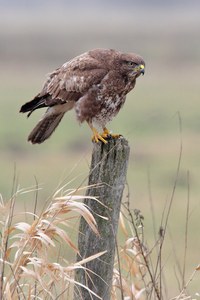 Mäusebussard Wildlife