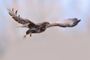 Komm lass´ uns cruisen....