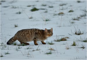Wildkatze