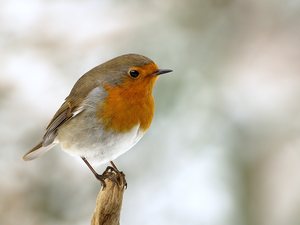 Winterkehlchen