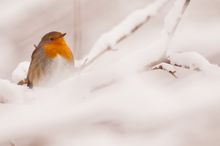 Rotkehlchen im Schnee