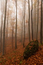 Buchenwald im Allgäu im Herbst