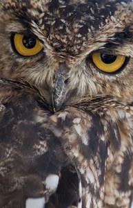 Spotted Eagle Owl - Fleckenuhu