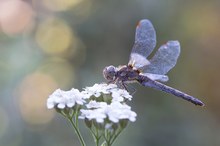 weibliche Große Heidelibelle