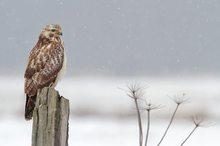 Mäusebussard Wildlife