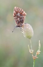 Silbergrüner Bläuling