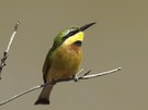 Bee Eater