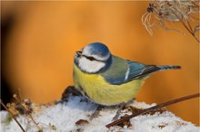 Blaumeise (Cyanistes caeruleus)