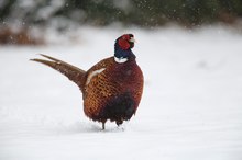 Fasanenhahn im Schnee