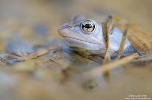 Moorfrosch (Rana arvalis)