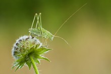 junger Hüpfer