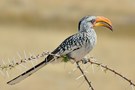 Südlicher Gelbschnabeltoko (Tockus leucomelas)