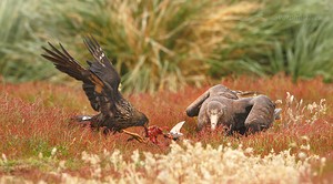 Johnny Rook (Phalcoboenus australis)