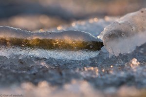 Seegras im Eismantel