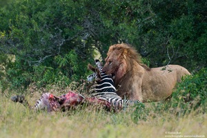Löwe mit Zebra.......
