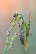 Mantis Religiosa Kopulation