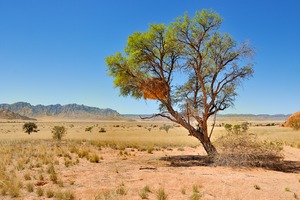 Die namibische Landschaft
