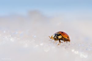 Walking on ice