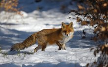 Rotfuchs im Schnee