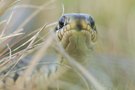 Natrix natrix