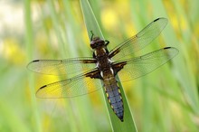 Plattbauch (Libellula depressa), Männchen