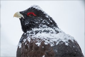 ~ Auerhahn im Portrait ~